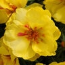 Portulaca Grandiflora Happy Hour Lemon Moss Rose