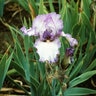 Iris Germanica Earl of Essex Bearded Iris