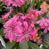 Lewisia Cotyledon Rainbow Mixture Bitterroot