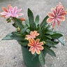 Lewisia Cotyledon Rainbow Mixture Bitterroot