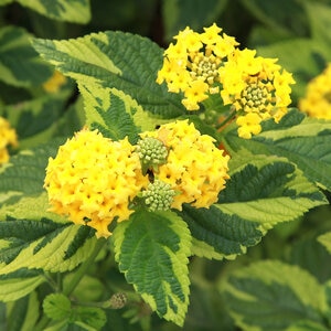 Lantana Camara Samantha Variegated Lantana