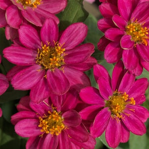 Zinnia X Hybrida Profusion Cherry Zinnia