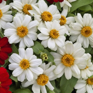 Zinnia X Hybrida Profusion White Zinnia
