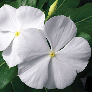 Catharanthus Roseus White Vinca