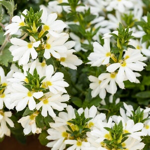 Scaevola Aemula White Fan Flower