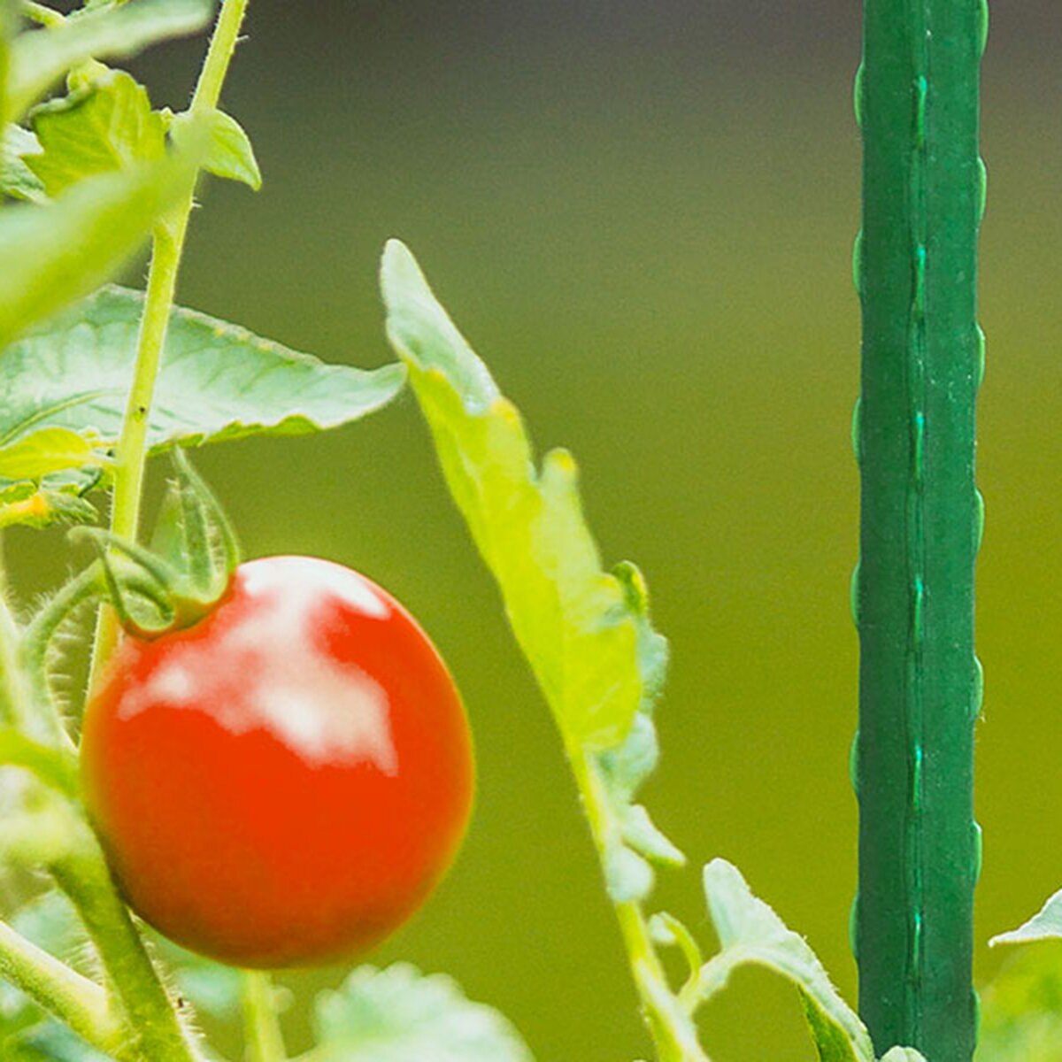 Gardener's Blue Ribbon Wood Stake (6 pk.) 1/2 in. x 2 f | SiteOne