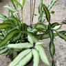 Pteris cretica Albolineata Silver Ribbon Fern