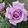 Rosa Floribunda Love Song Rose