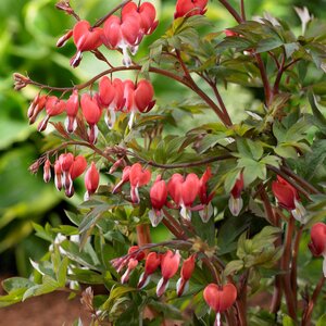Dicentra Spectabilis Valentine Bleeding Heart
