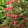 Dicentra Spectabilis Valentine Bleeding Heart