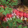 Dicentra Spectabilis Valentine Bleeding Heart