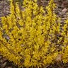 Forsythia X Show Off Sugar Baby Forsythia