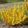 Forsythia X Show Off Sugar Baby Forsythia