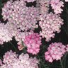 Achillea X Tutti Frutti Wonderful Wampee Yarrow