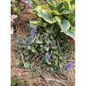 Ajuga Reptans Chocolate Chip Bugleweed