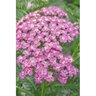 Achillea Millefolium Pretty Belinda Yarrow