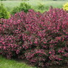 Weigela Florida Wine & Roses Weigela