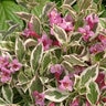 Weigela Florida My Monet Weigela