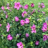 Hibiscus Syriacus Lil' Kim Antong Two Rose of Sharon