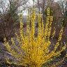 Forsythia X Show Off Starlet Forsythia