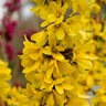 Forsythia X Show Off Starlet Forsythia