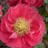 Chaenomeles Speciosa Color Choice Pink Storm Double Take Pink Flowering Quince