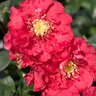 Chaenomeles Speciosa Color Choice Pink Storm Double Take Pink Flowering Quince