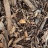 Mulch Bulk (per cu. yd.)
