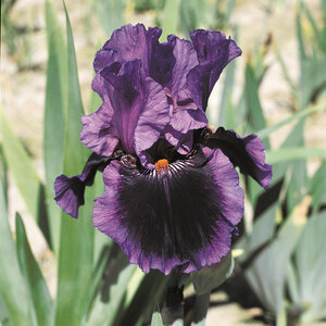 Iris Germanica Pagan Dance Purple Bearded Iris 1 gal. Container