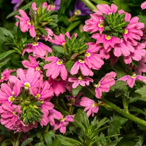 Scaevola Pink Fan Flower