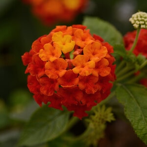 Lantana Camara Red Lantana