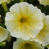 Petunia X Hybrida Wave Yellow Spreading Petunia
