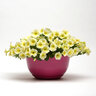 Petunia X Hybrida Wave Yellow Spreading Petunia