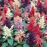 Salvia Splendens Vista Mix Scarlet Sage