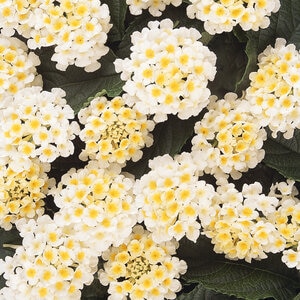 Lantana Camara White Lantana