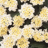 Lantana Camara White Lantana