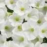 Petunia hybrid Supertunia Mini Vista White Proven Winners Petunia