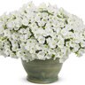 Petunia hybrid Supertunia Mini Vista White Proven Winners Petunia