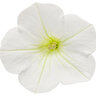 Petunia hybrid Supertunia Mini Vista White Proven Winners Petunia