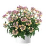 Nemesia X Nesia Banana Swirl Nemesia