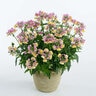 Nemesia X Nesia Banana Swirl Nemesia