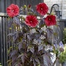 Hibiscus Moscheutos Carousel Red Wine Rose Mallow