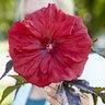 Hibiscus Moscheutos Carousel Red Wine Rose Mallow