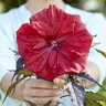 Hibiscus Moscheutos Carousel Red Wine Rose Mallow
