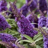 Buddleia Davidii Butterfly Candy Li'l Grape Butterfly Bush