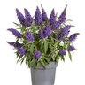 Buddleia Davidii Butterfly Candy Li'l Grape Butterfly Bush