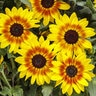 Helianthus x Suncredible Saturn Proven Winners Sunflower