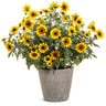 Helianthus x Suncredible Saturn Proven Winners Sunflower