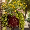 Helianthus x Suncredible Saturn Proven Winners Sunflower