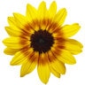 Helianthus x Suncredible Saturn Proven Winners Sunflower